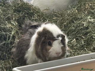 Guinea Pig rodents Guinea pigs for sale - Advert 3