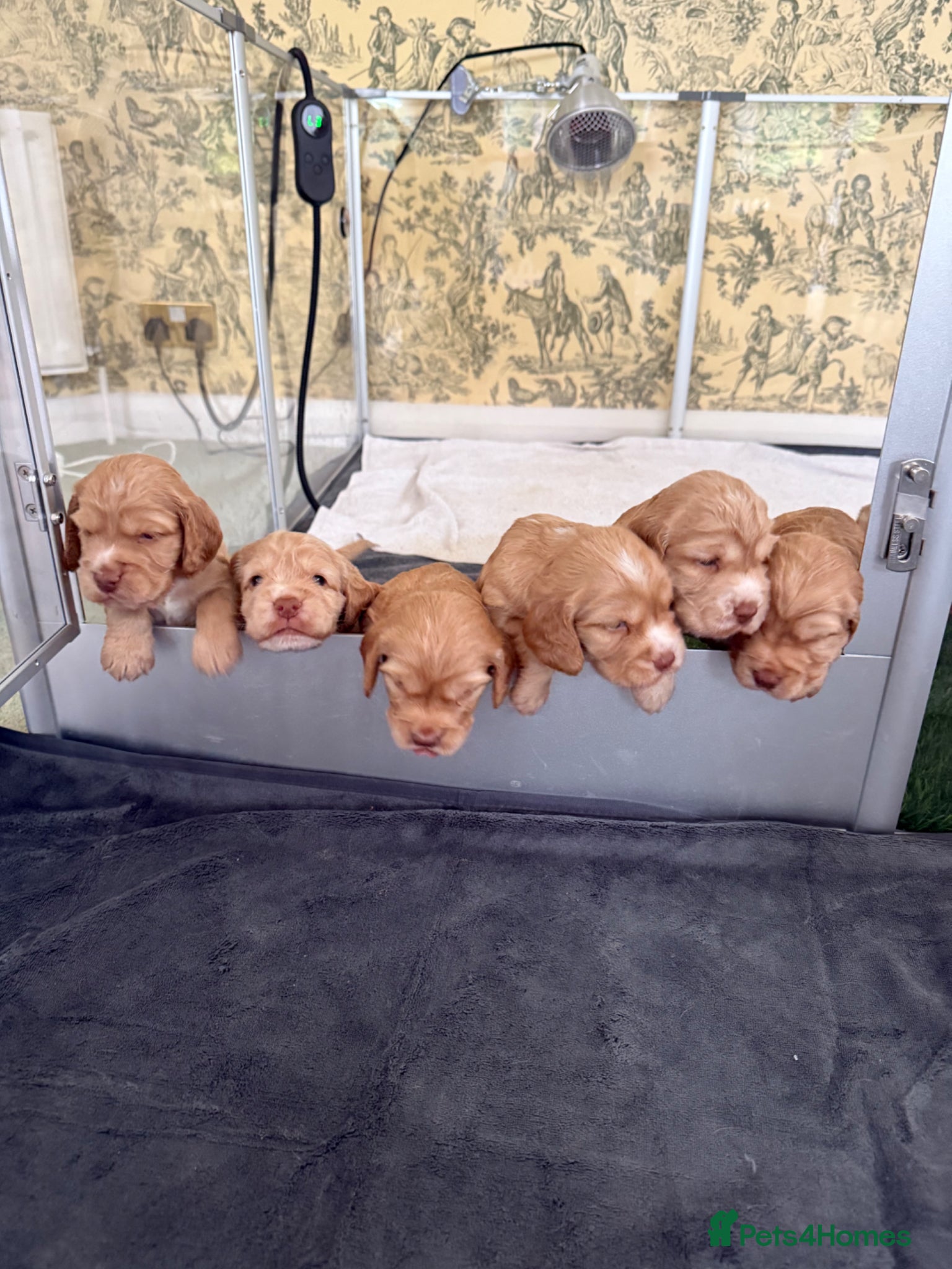 Cocker Spaniel dogs Beautiful Show Cocker Spaniel Pups  - Advert 2