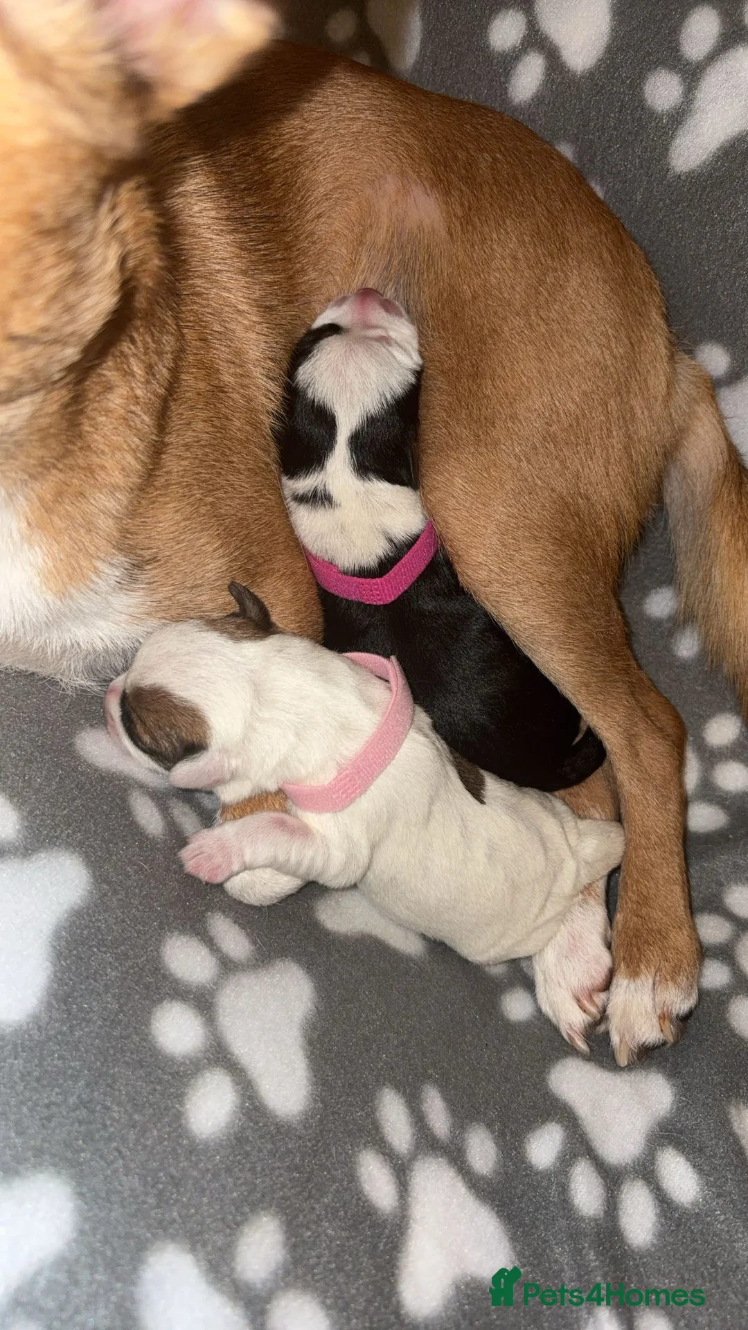 Mixed Breed dogs for sale: Dollie  - Advert 2