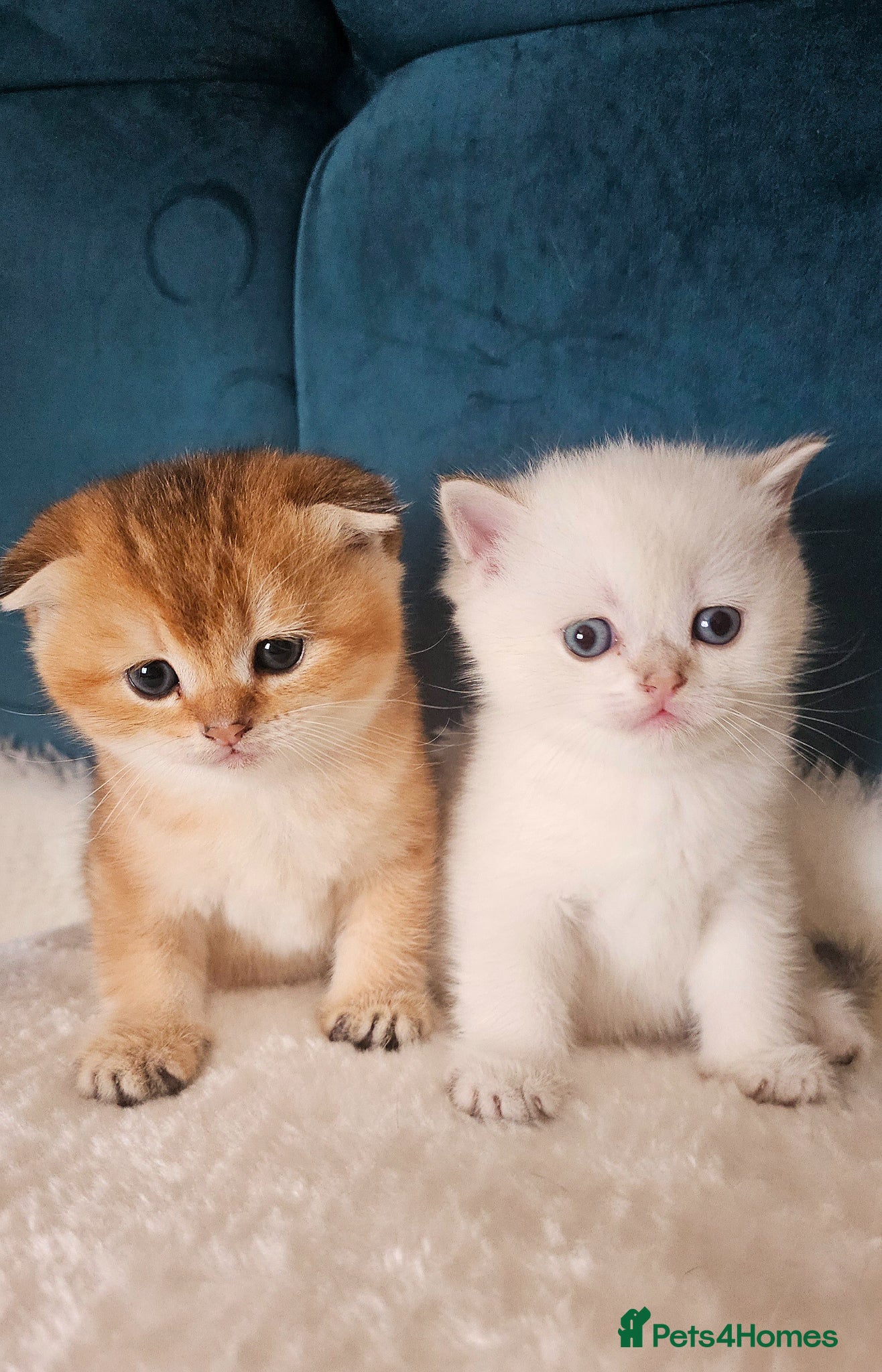 Scottish Fold cats Pedigree SF kittens😻READY FOR RESERVATION - Advert 15