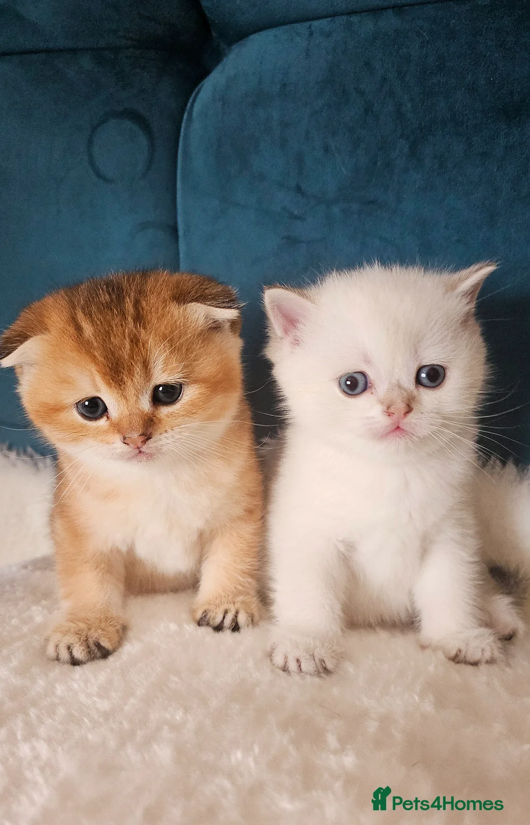 Scottish Fold cats for sale: Pedigree😻SF TICA registered😻kittens😻 - Advert 2