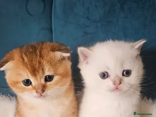 Scottish Fold cats Pedigree SF kittens😻READY FOR RESERVATION - Advert 15