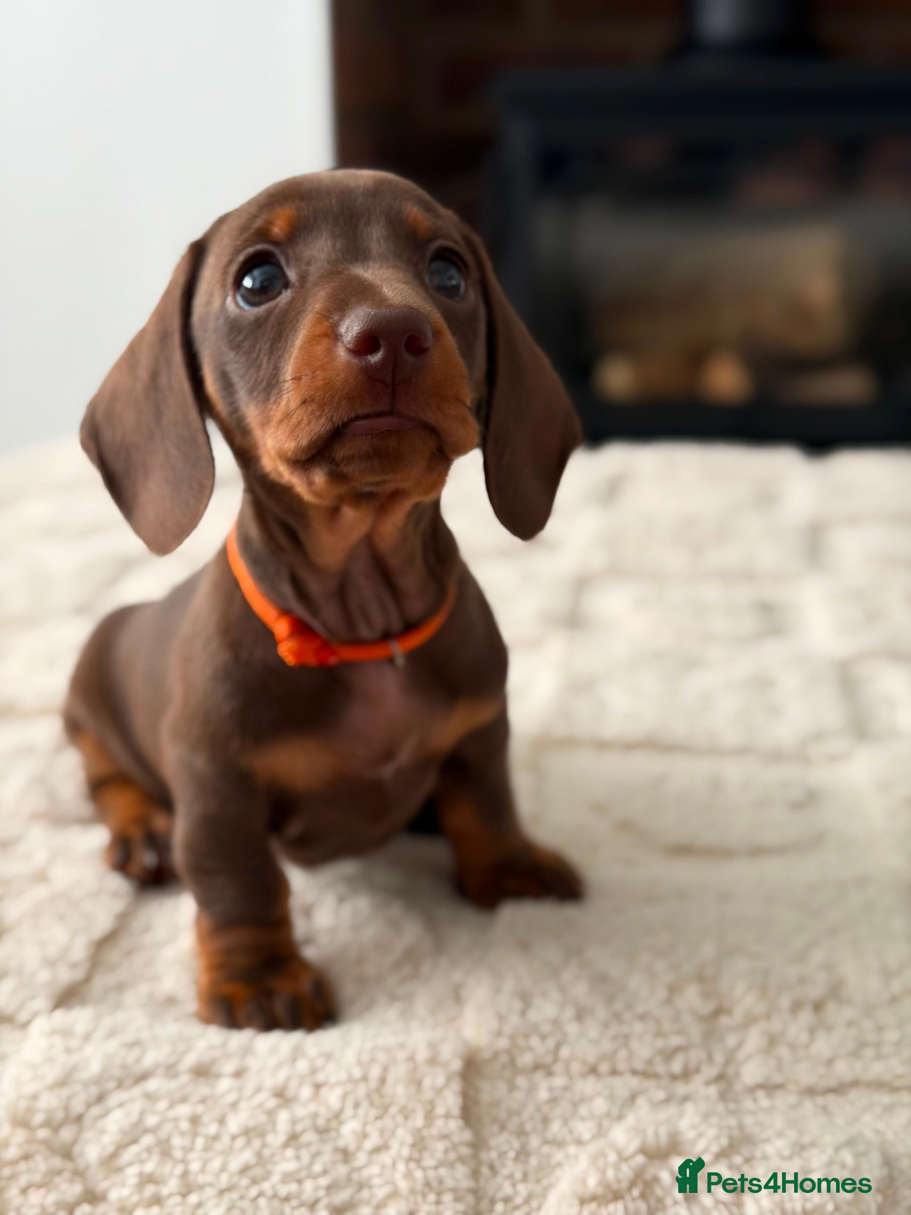 Miniature Dachshund dogs *KC Reg Miniature Dachshund Puppies available * - Advert 2