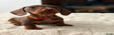 Miniature Dachshund 4 ORANGE COLLAR 🧡