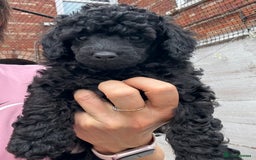 Miniature Poodle dogs for sale: Mini Poodles - Phantom - ready end of october - Image 7