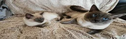 Siamese cats for sale: Blue-Eyed Bundles of Pure Cuteness–Siamese Kittens in Birmingham - Advert 13