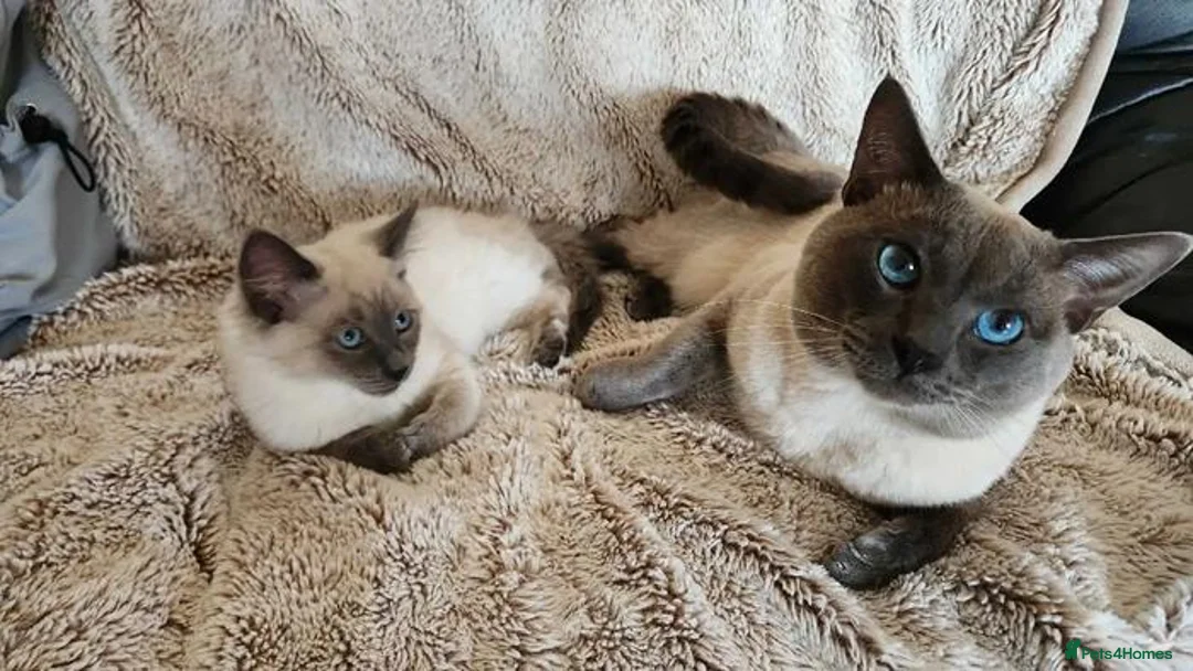 Siamese cats for sale: Blue-Eyed Bundles of Pure Cuteness–Siamese Kittens in Birmingham - Advert 13