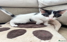 British Shorthair cats for sale: 2 boys 2 girls - Image 3