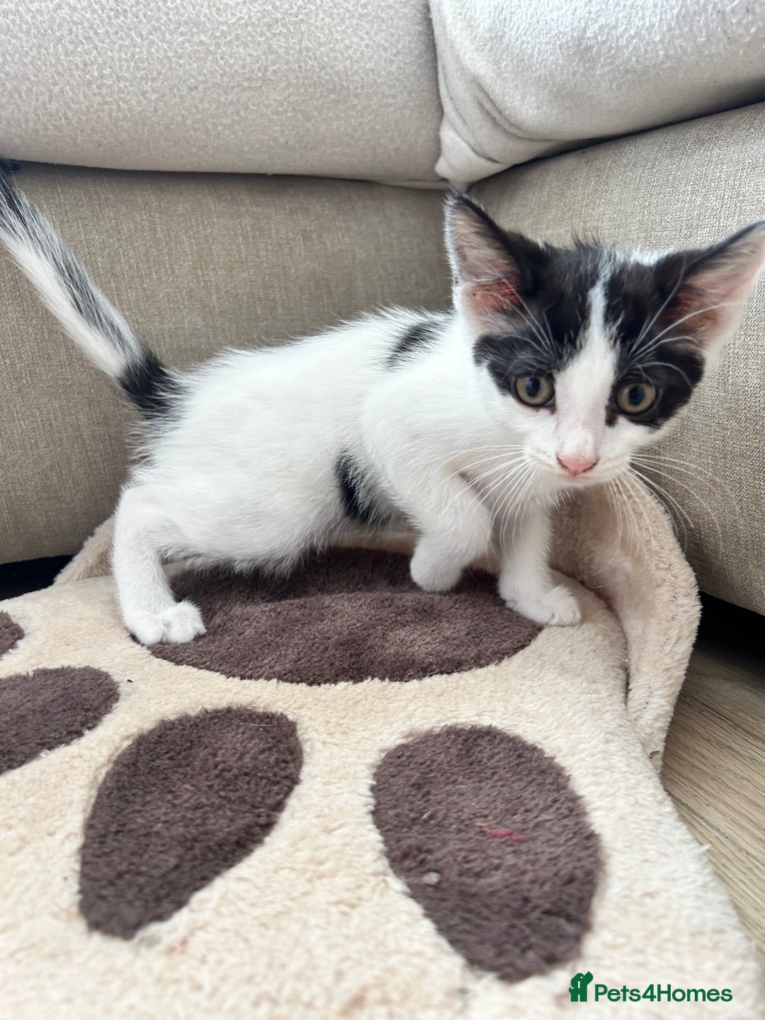 British Shorthair cats for sale: 2 boys 2 girls - Image 3