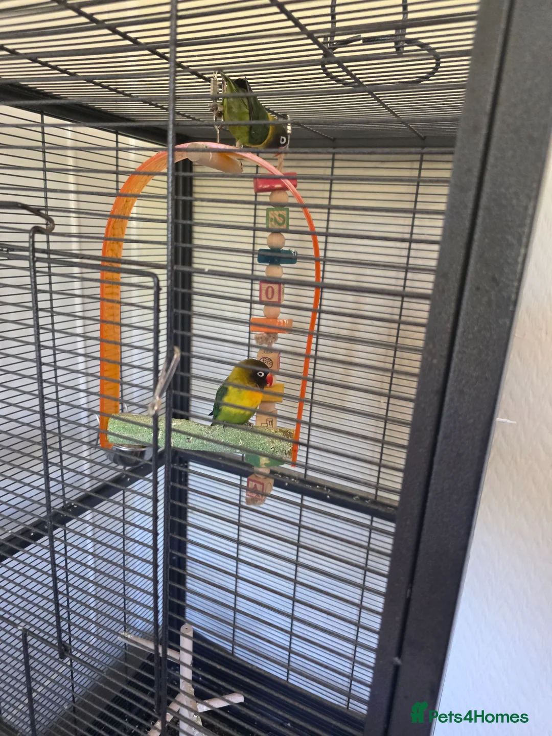 Lovebirds birds for sale:  lovebird and cage - Advert 3