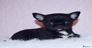 Chihuahua dogs - Advert 12