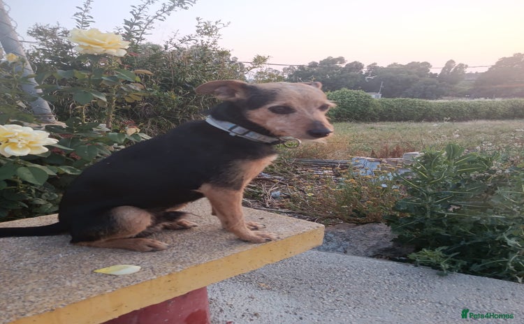 Mixed Breed dogs in Hengoed - Advert 18
