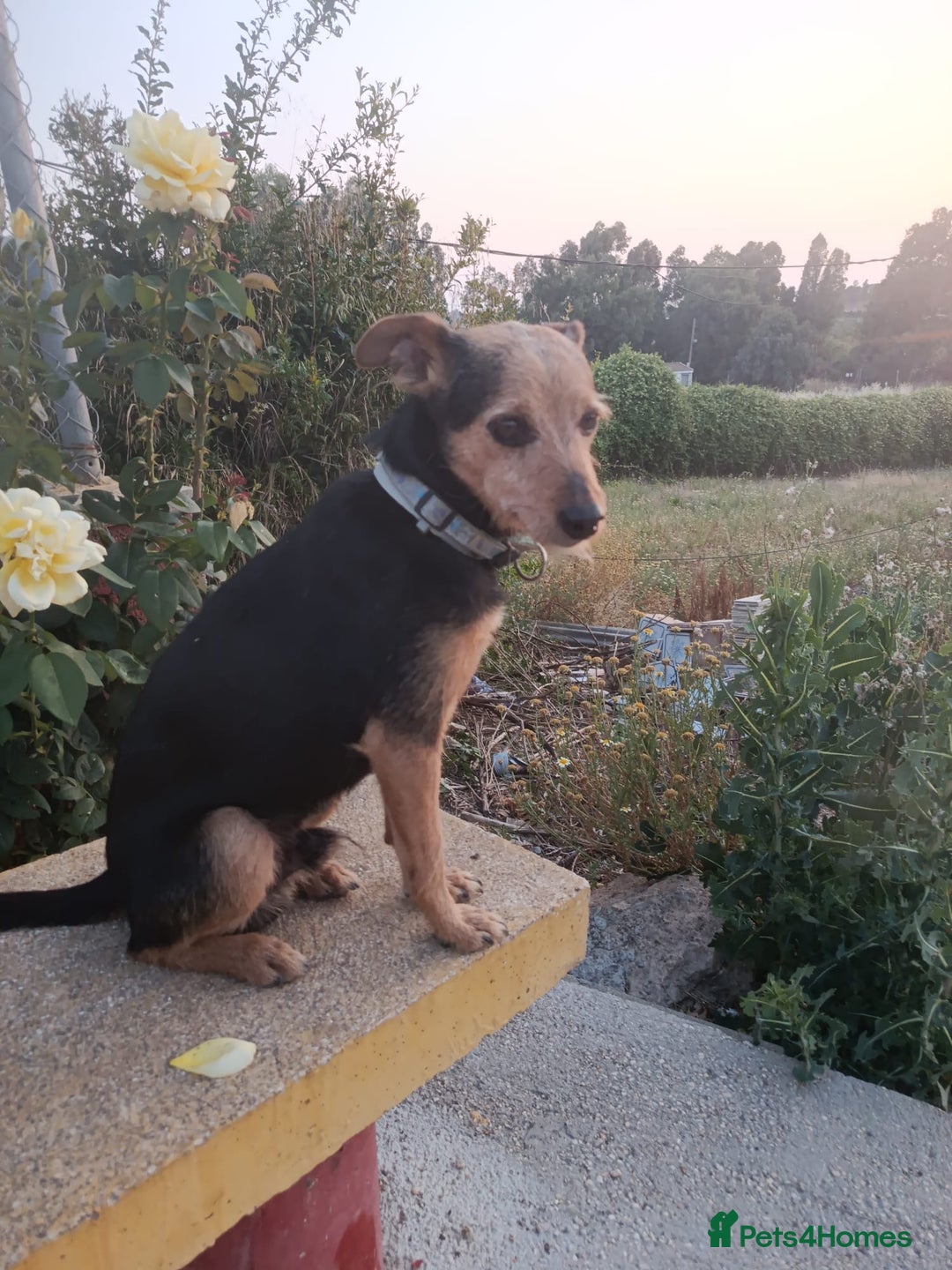 Mixed Breed dogs for adoption: Small dog been abandoned 🚨  in Hengoed - Image 1