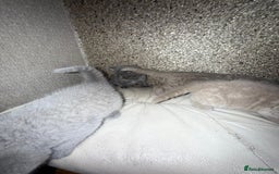 British Shorthair cats for sale: British Shorthair kitten  - Image 25