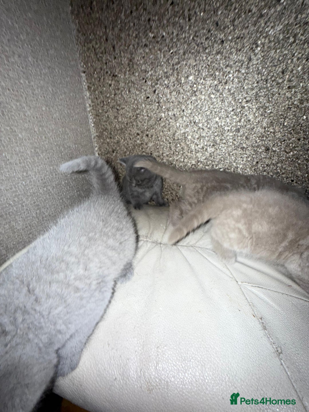 British Shorthair cats for sale: British Shorthair kitten  - Image 25