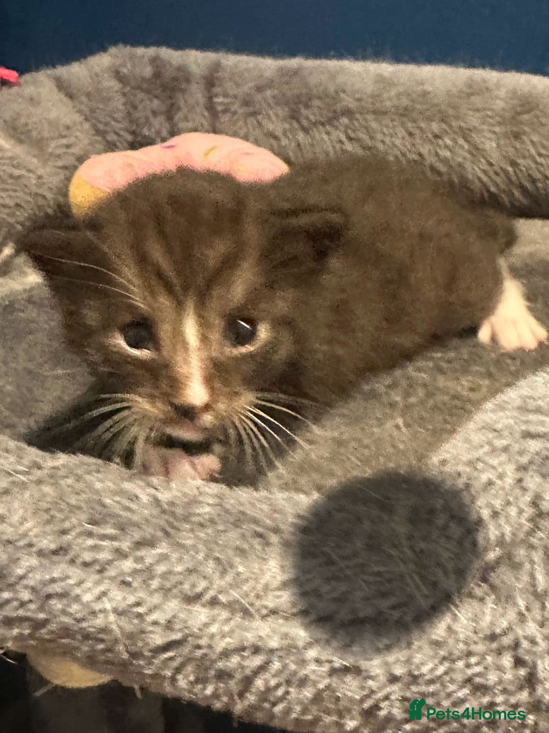 Bengal cats for sale: Queen boo 💕❤️ - Image 12