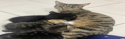 Mixed Breed cats for sale: 2 Kittens for sale  in Preston - Advert 2