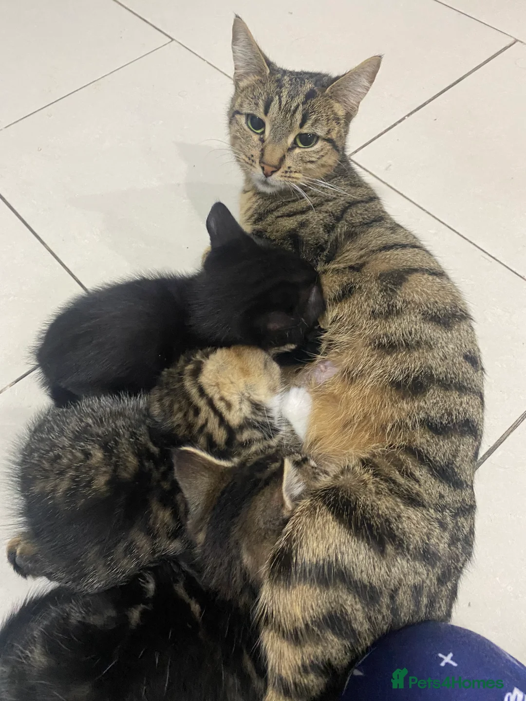 Mixed Breed cats for sale: 2 Kittens for sale  in Preston - Advert 2