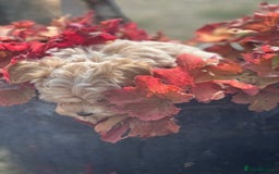 Maltipoo dogs for sale: F1 maltipoo - Image 17