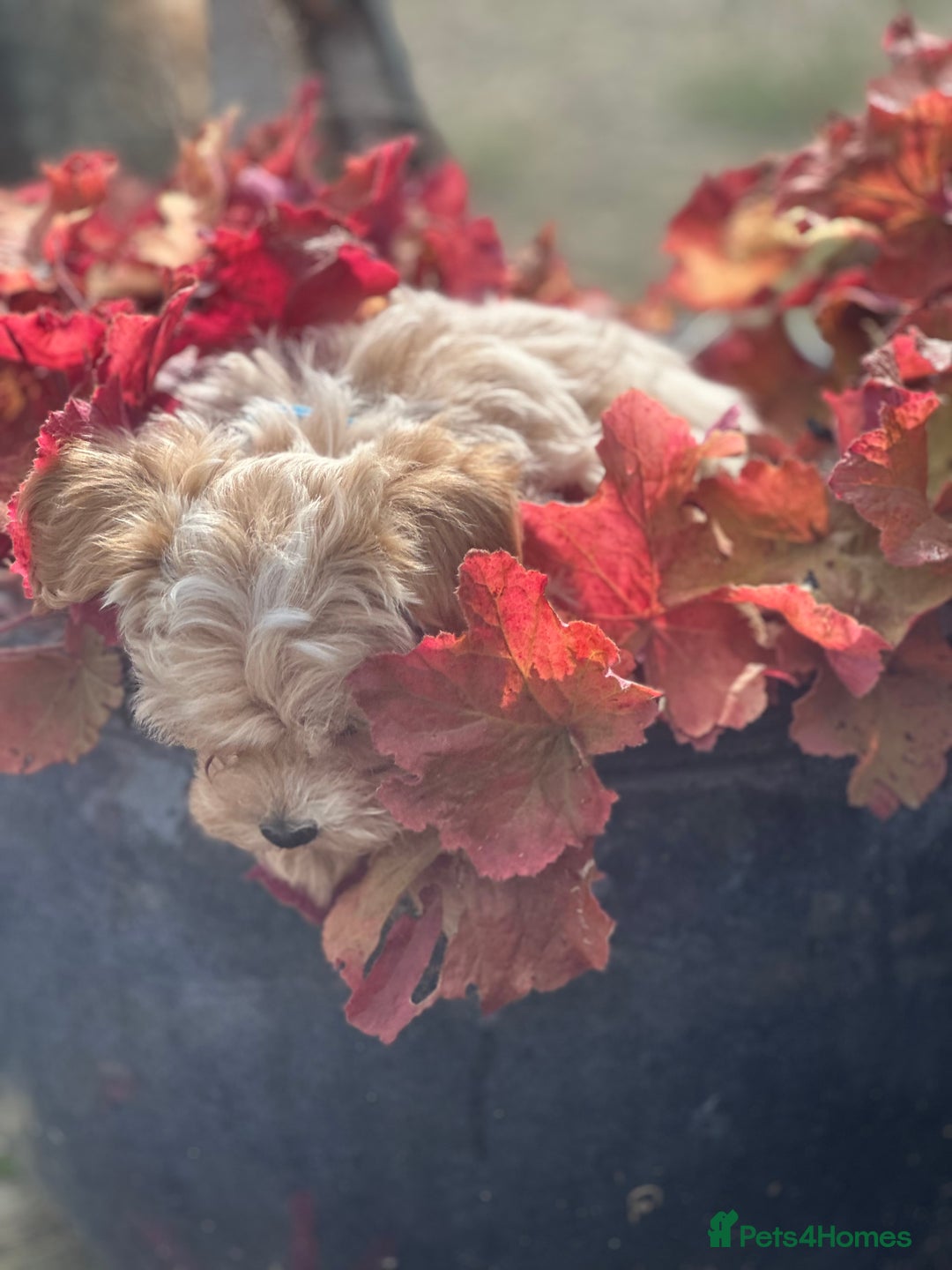 Maltipoo dogs for sale: F1 maltipoo - Image 17
