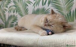 British Shorthair cats for stud: Zeus-Cream of the crop! GCCF/TICA reg  - Image 15