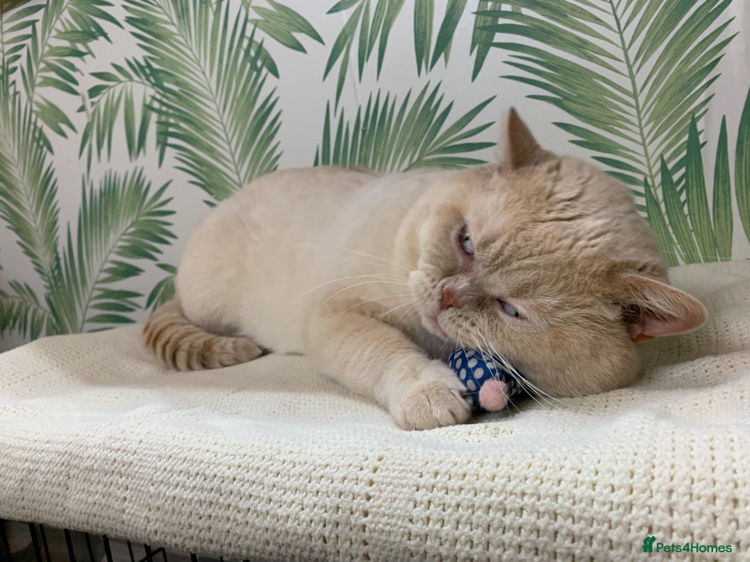 British Shorthair cats for stud: Zeus-Cream of the crop! GCCF/TICA reg  - Image 15