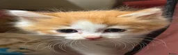 Mixed Breed cats for sale: 3 kittens looking for homes - Advert 4