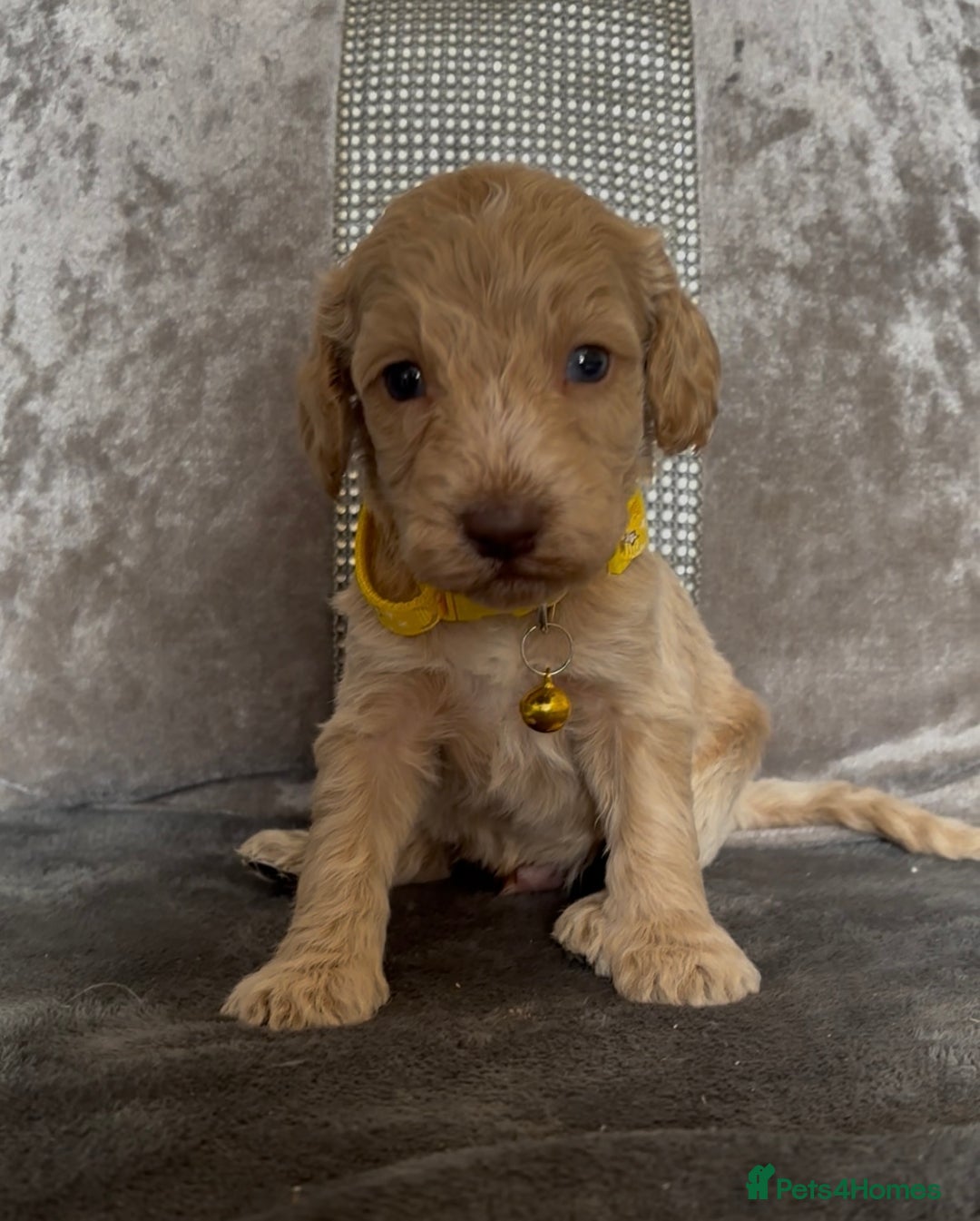 Cockapoo dogs for sale: stunning cockapoo puppies  - Image 14