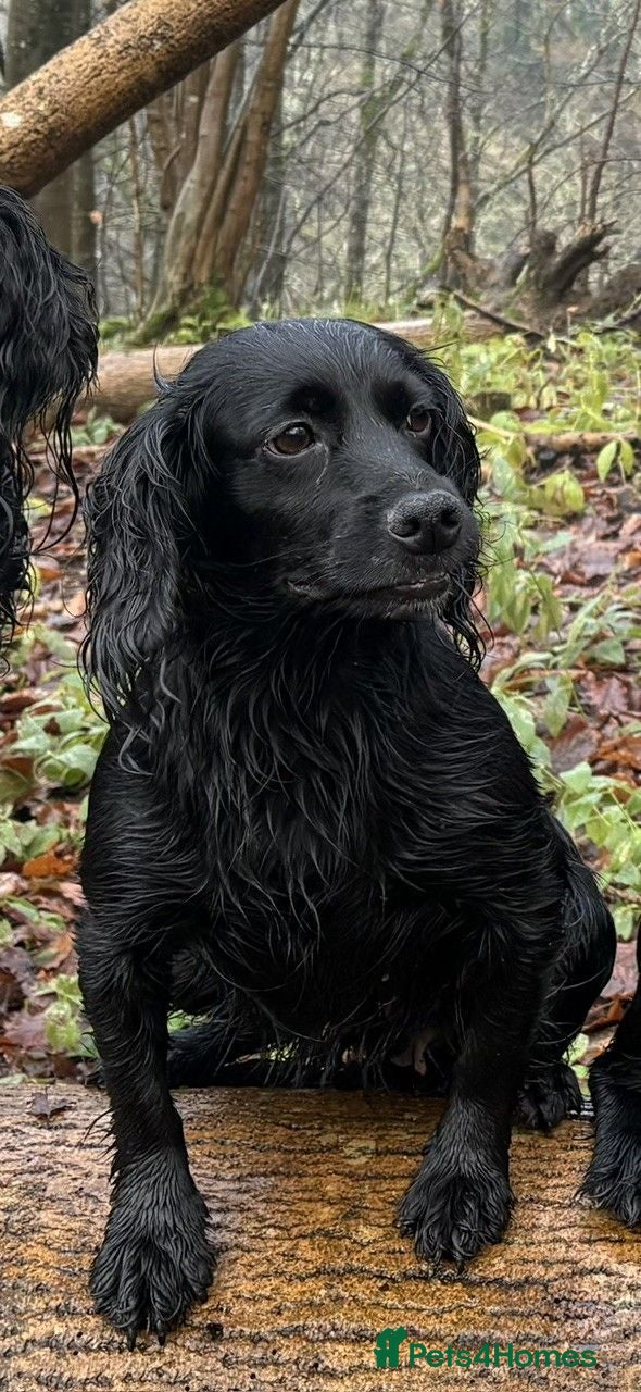 Cocker Spaniel dogs for sale: Working Cocker Spaniel - Advert 1