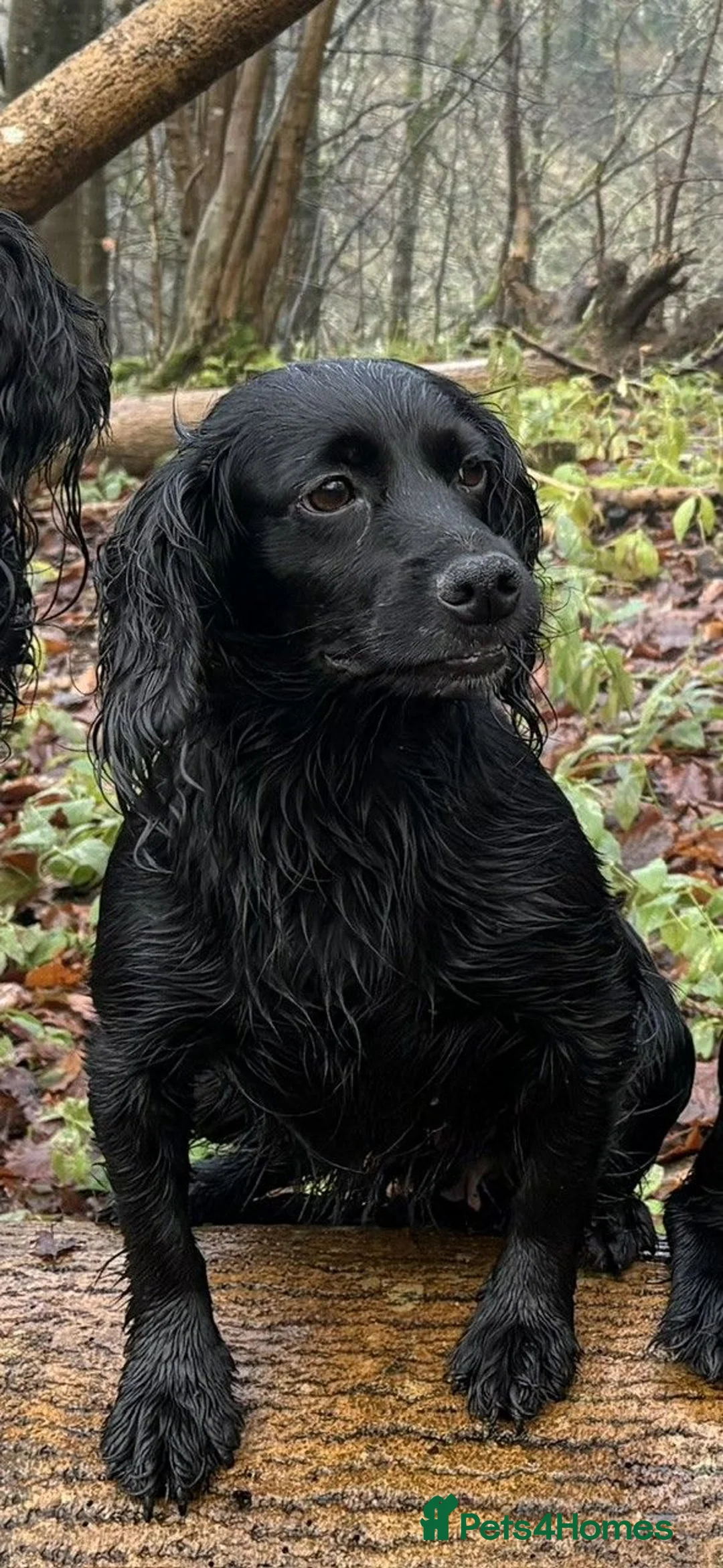 Cocker Spaniel dogs for sale: Working Cocker Spaniel - Advert 1
