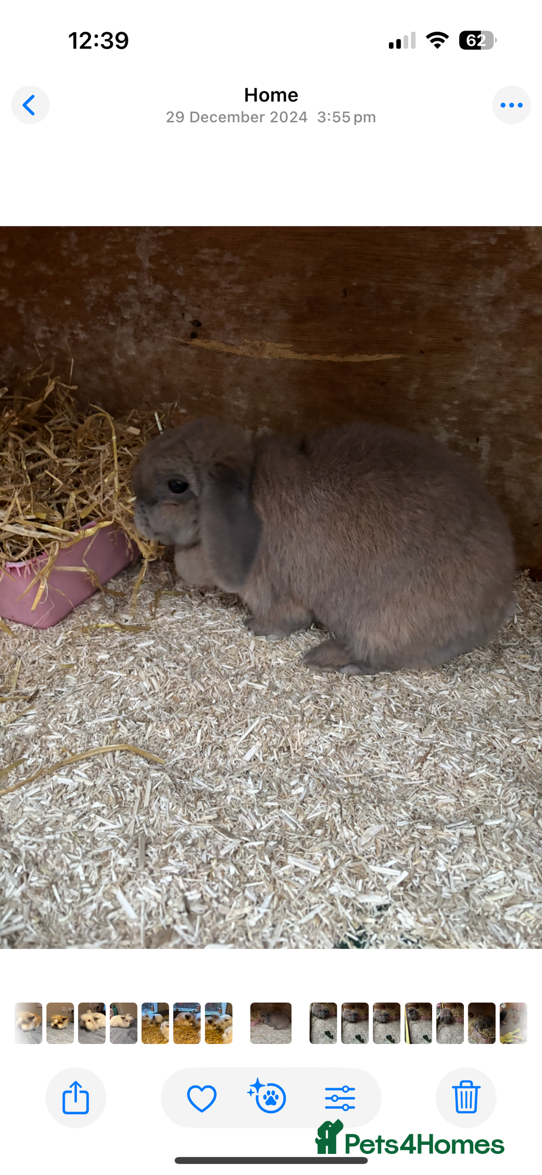 Lionhead rabbits for sale: 2  lionhead male rabbits / 1 lop girl - Image 10