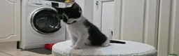 Mixed Breed cats for sale: 7 Adorable kittens ready for their furever home - Advert 37
