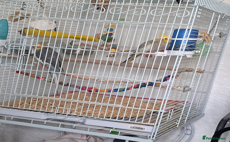 Cockatiels birds Pair cocktails  - Advert 1