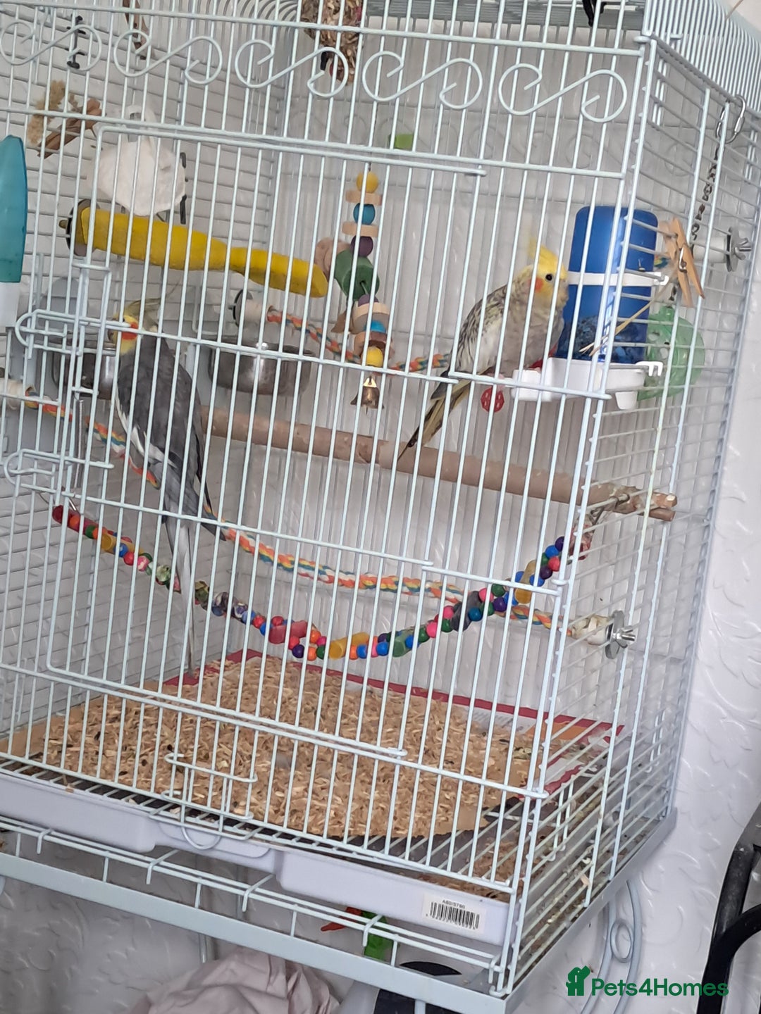 Cockatiels birds for sale: Pair cocktails  - Advert 1