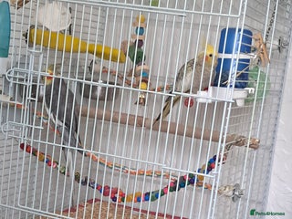 Cockatiels birds Pair cocktails - Advert 1