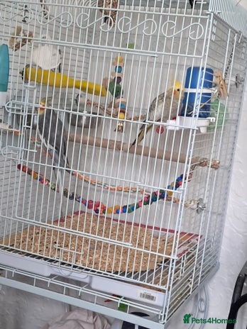 Cockatiels birds Pair cocktails - Advert 1