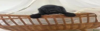 Black Male
