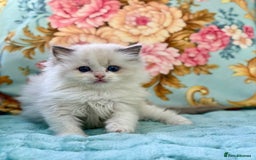 Ragdoll cats for sale: One girl left  - Image 2