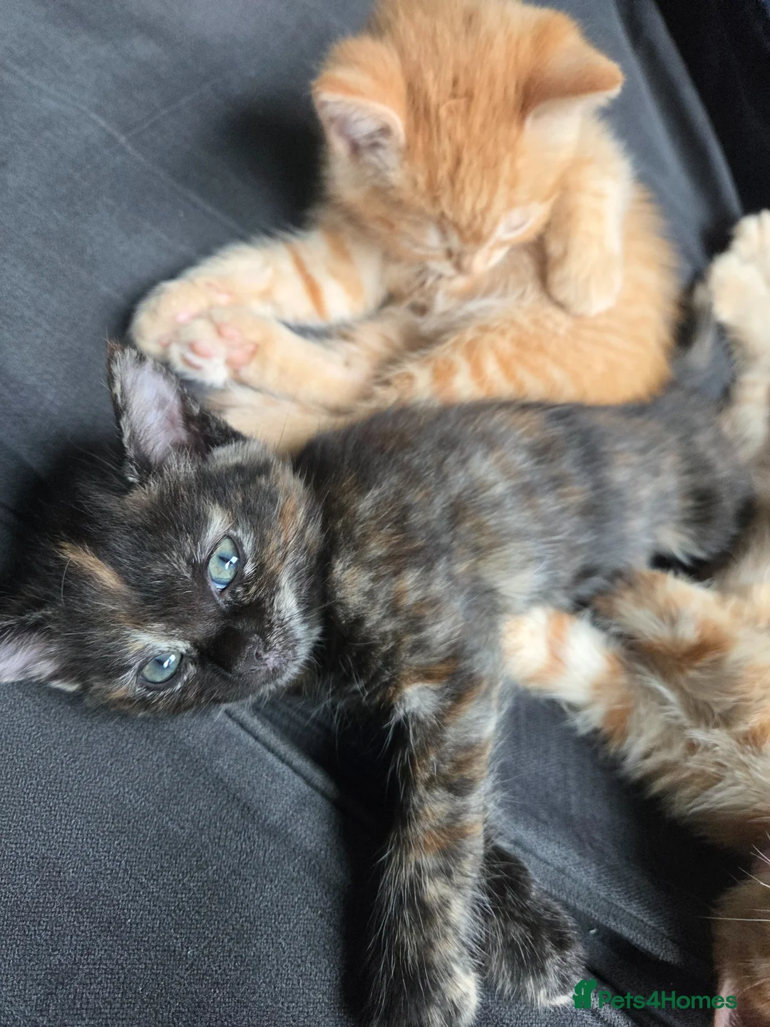 Ragdoll cats for sale: Ragdoll x ginger tom cat - Advert 2