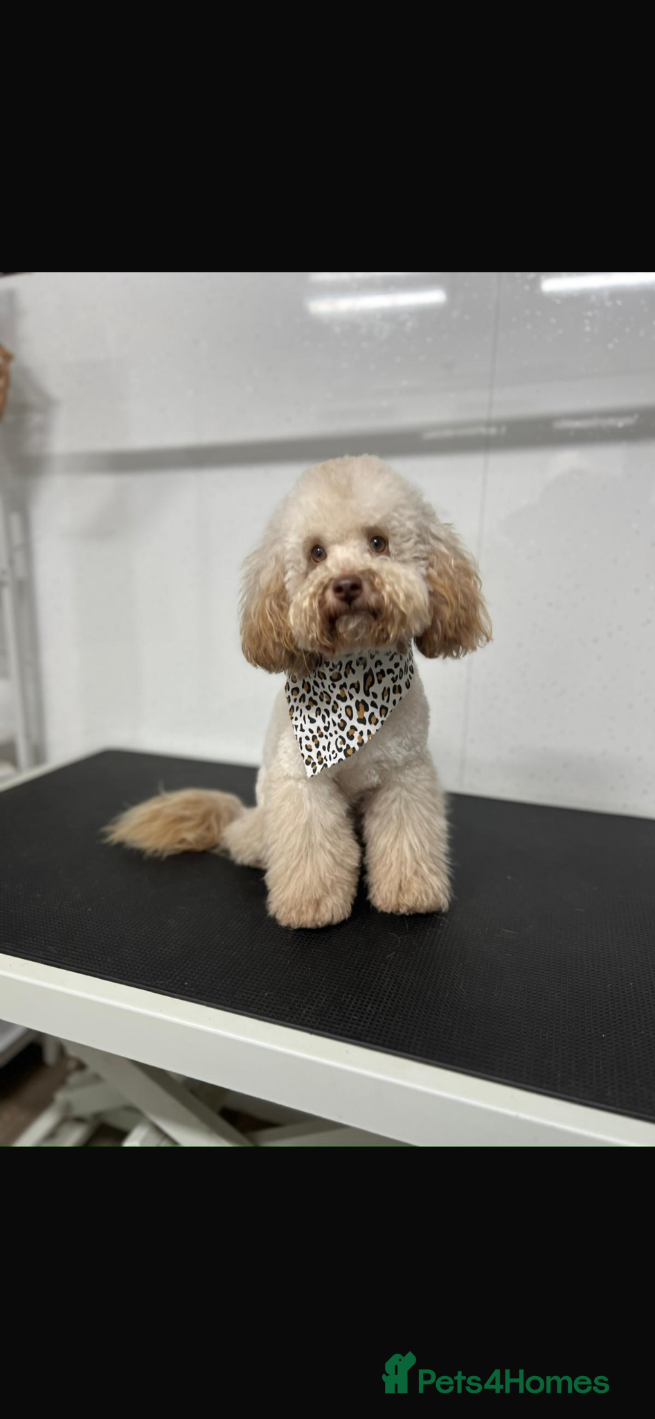 Shihpoo dogs Shihpoos  - Advert 2