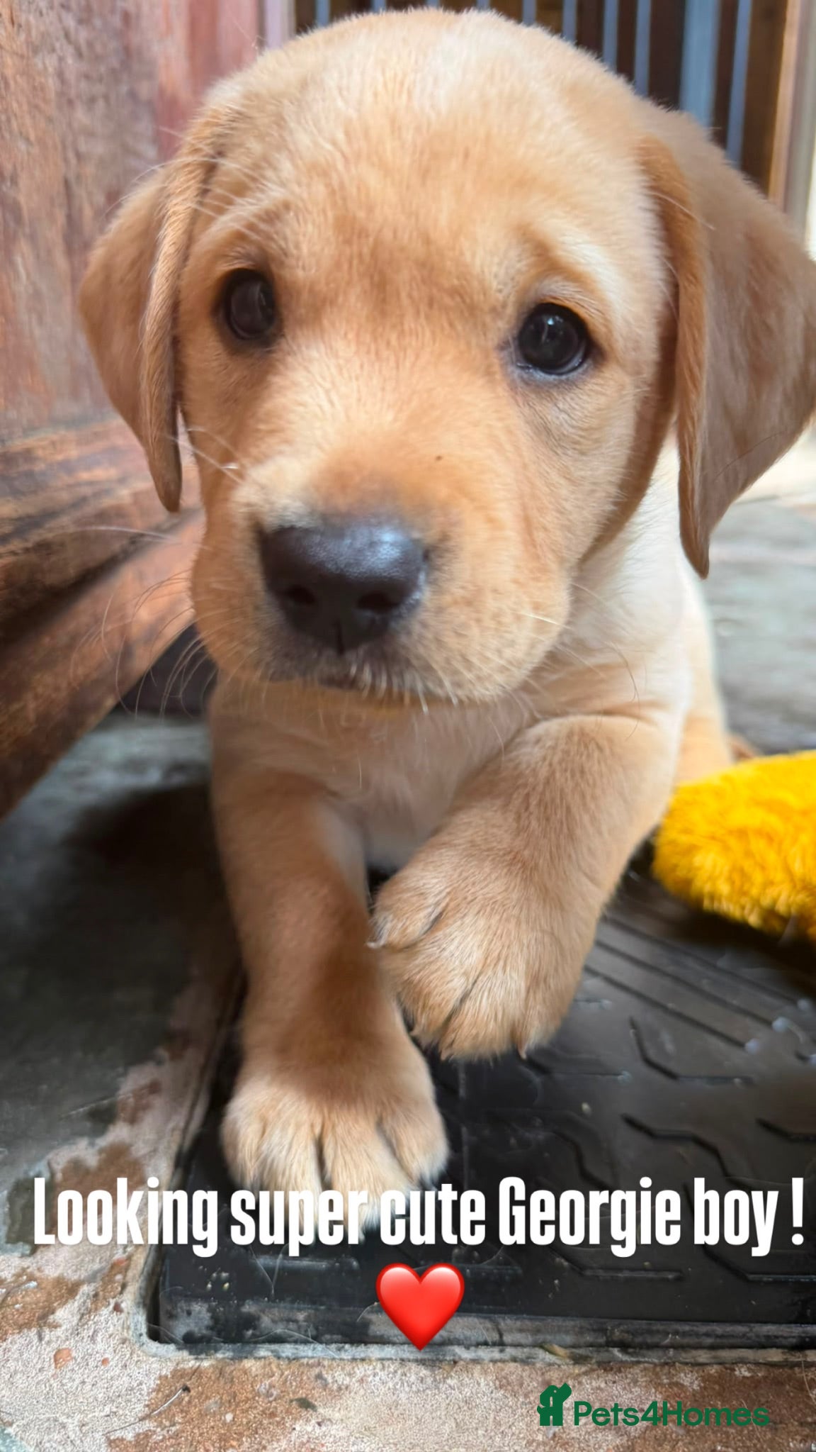 Labrador Retriever dogs KC puppy George with a 5 Star County Breeder  - Advert 2