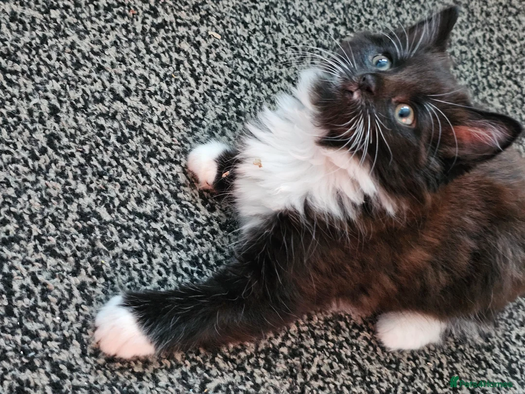 Mixed Breed cats for sale: Kittens 3 ready to leave now - Advert 1
