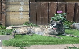 Mixed Breed dogs for sale: Lovely lady looking for good home - Image 9