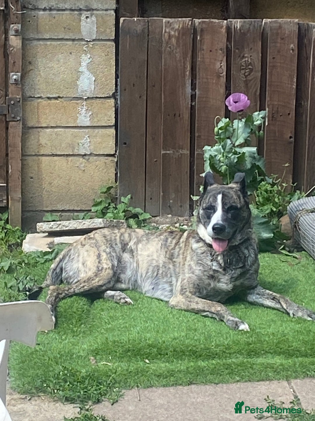 Mixed Breed dogs for sale: Lovely lady looking for good home - Image 9