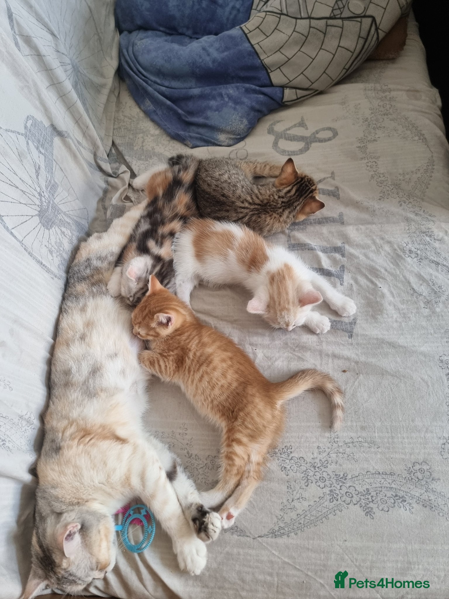 Mixed Breed cats for sale: Scottish straight mixed kittens  - Advert 1