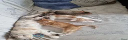 Mixed Breed cats for sale: Scottish straight mixed kittens  - Advert 1