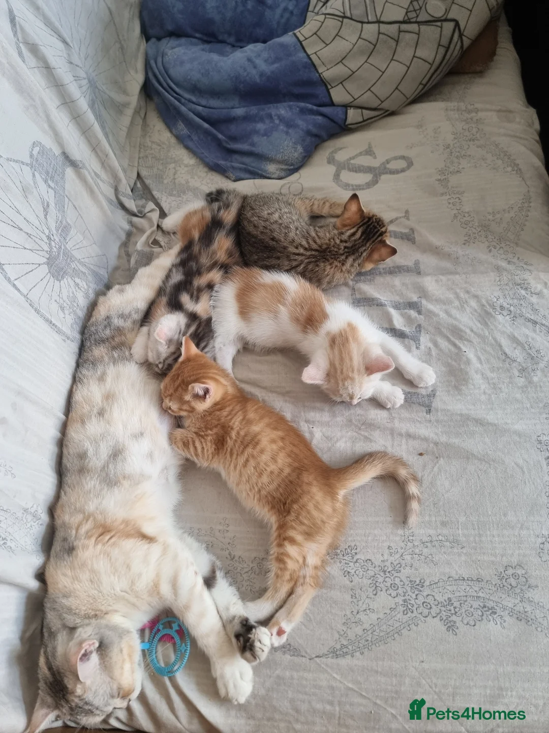 Mixed Breed cats for sale: Scottish straight mixed kittens  - Advert 1
