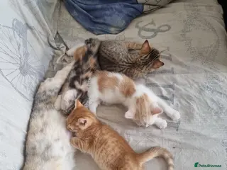 Mixed Breed cats for sale: Scottish straight mixed kittens - Advert 2