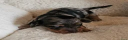 Miniature Dachshund dogs for sale: 3 beautiful longhaired dapple dachshund - Advert 9