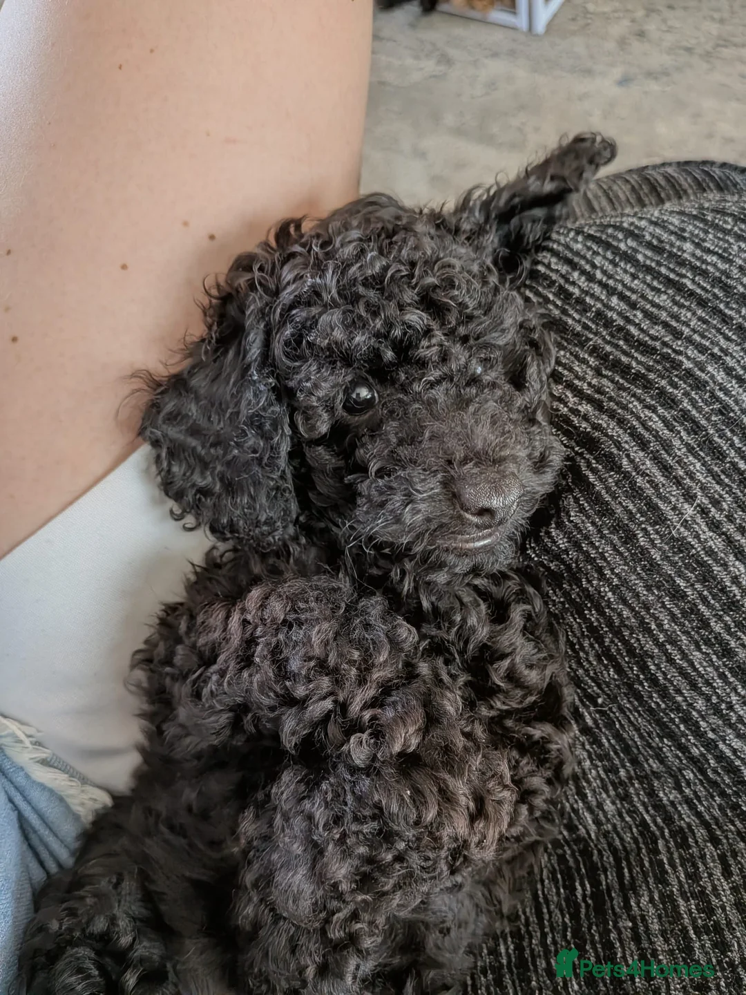 Toy Poodle dogs for stud: Toy Poodle for Stud - Advert 16